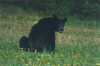 Bear by the road (6/02)